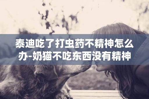 泰迪吃了打蟲藥不精神怎么辦-奶貓不吃東西沒有精神怎么辦