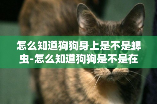 怎么知道狗狗身上是不是蜱蟲-怎么知道狗狗是不是在發燒