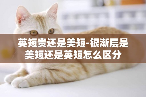英短貴還是美短-銀漸層是美短還是英短怎么區分