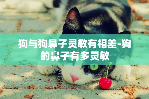 狗與狗鼻子靈敏有相差-狗的鼻子有多靈敏