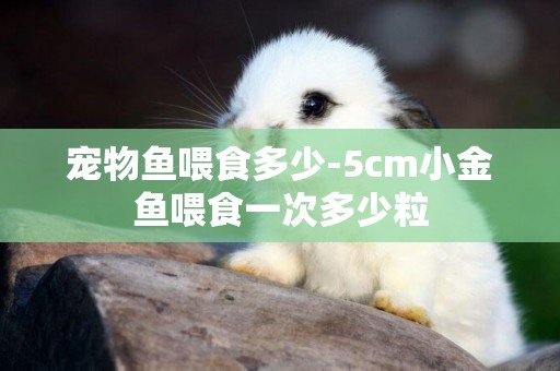 寵物魚喂食多少-5cm小金魚喂食一次多少粒