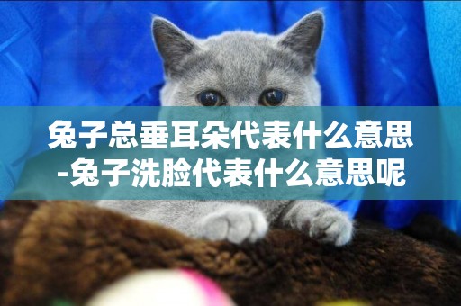兔子總垂耳朵代表什么意思-兔子洗臉代表什么意思呢