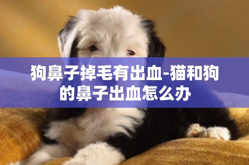 狗鼻子掉毛有出血-貓和狗的鼻子出血怎么辦