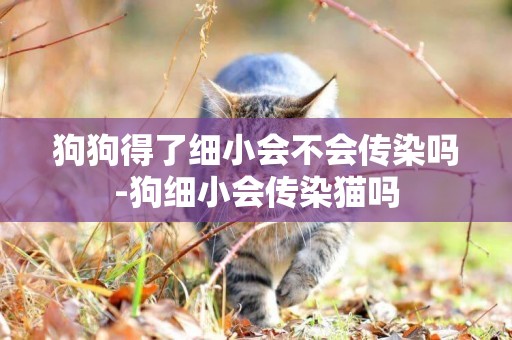 狗狗得了細小會不會傳染嗎-狗細小會傳染貓嗎