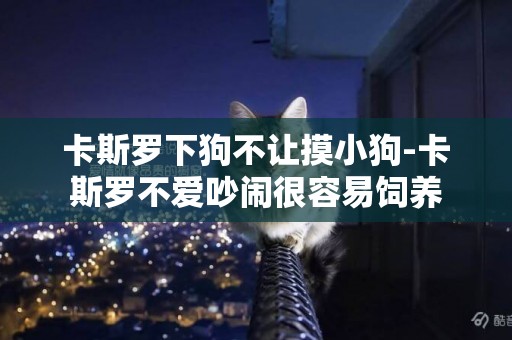 卡斯羅下狗不讓摸小狗-卡斯羅不愛吵鬧很容易飼養