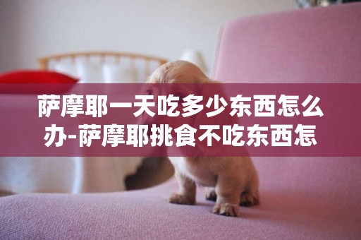 薩摩耶一天吃多少東西怎么辦-薩摩耶挑食不吃東西怎么辦