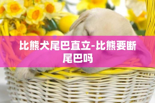 比熊犬尾巴直立-比熊要斷尾巴嗎