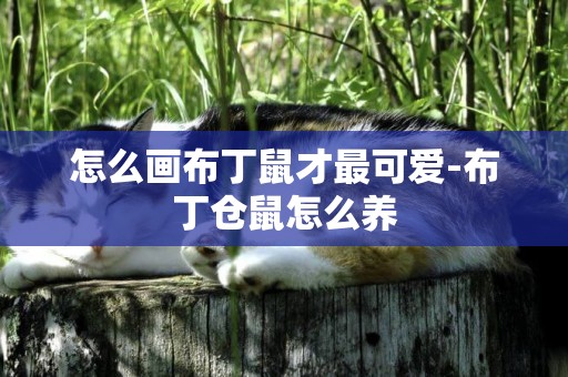 怎么畫布丁鼠才最可愛-布丁倉鼠怎么養