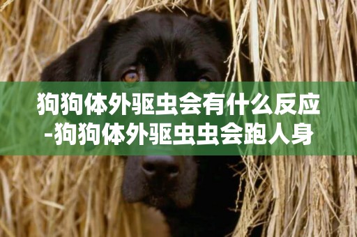 狗狗體外驅蟲會有什么反應-狗狗體外驅蟲蟲會跑人身上么