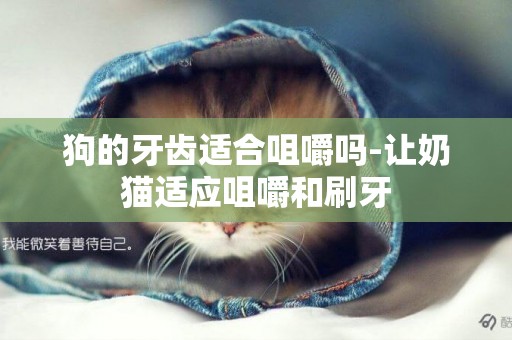 狗的牙齒適合咀嚼嗎-讓奶貓適應咀嚼和刷牙