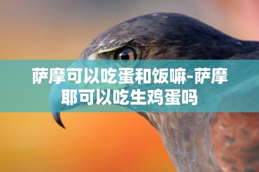 薩摩可以吃蛋和飯嘛-薩摩耶可以吃生雞蛋嗎