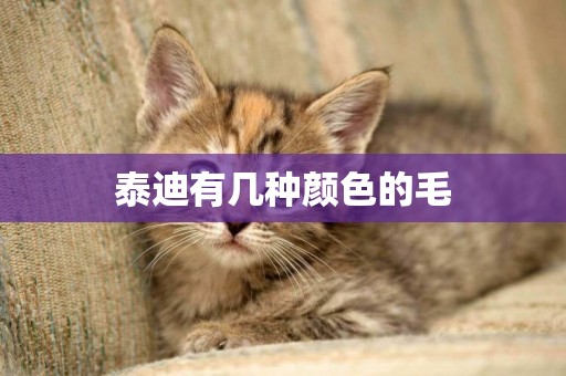 泰迪有幾種顏色的毛