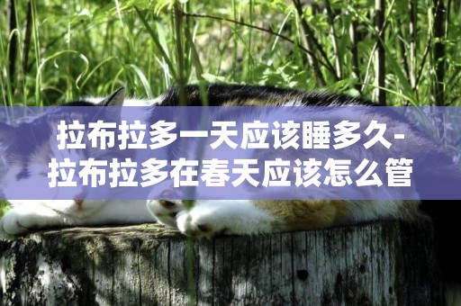 拉布拉多一天應該睡多久-拉布拉多在春天應該怎么管理