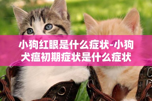 小狗紅眼是什么癥狀-小狗犬瘟初期癥狀是什么癥狀