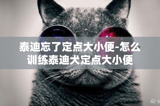 泰迪忘了定點大小便-怎么訓練泰迪犬定點大小便