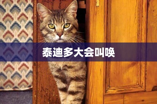 泰迪多大會叫喚
