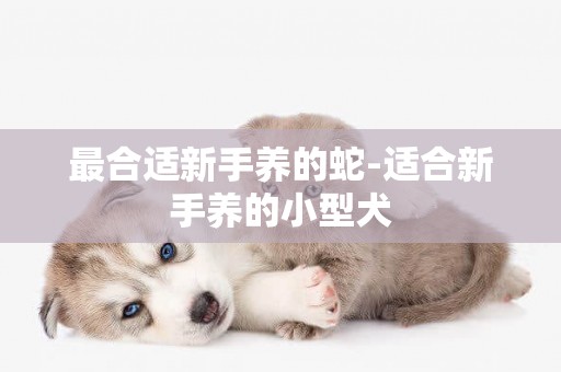最合適新手養的蛇-適合新手養的小型犬