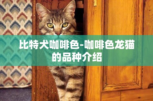 比特犬咖啡色-咖啡色龍貓的品種介紹