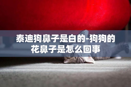 泰迪狗鼻子是白的-狗狗的花鼻子是怎么回事