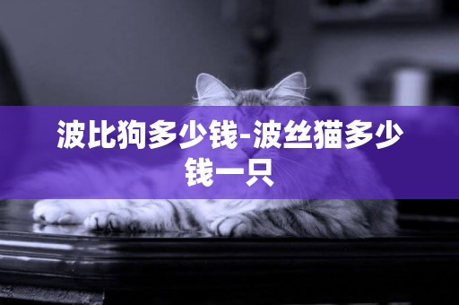 波比狗多少錢-波絲貓多少錢一只