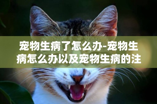寵物生病了怎么辦-寵物生病怎么辦以及寵物生病的注意事項