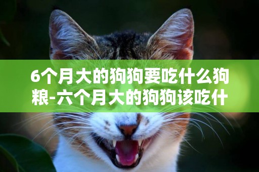 6個月大的狗狗要吃什么狗糧-六個月大的狗狗該吃什么狗糧