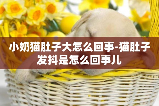 小奶貓肚子大怎么回事-貓肚子發抖是怎么回事兒