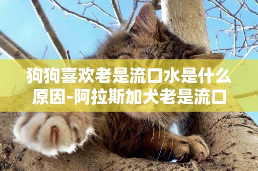 狗狗喜歡老是流口水是什么原因-阿拉斯加犬老是流口水是什么原因