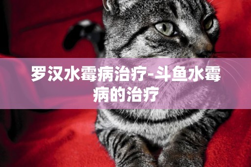 羅漢水霉病治療-斗魚水霉病的治療
