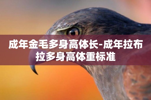 成年金毛多身高體長-成年拉布拉多身高體重標準