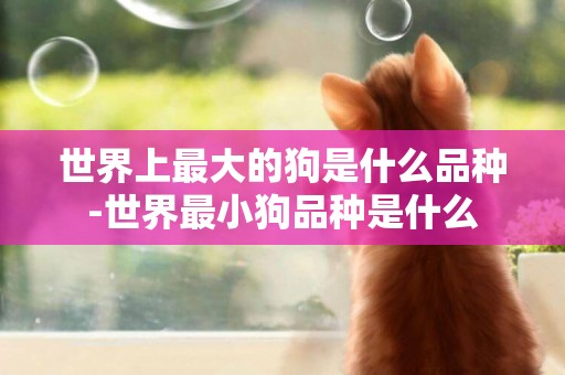 世界上最大的狗是什么品種-世界最小狗品種是什么