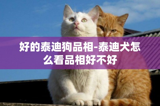 好的泰迪狗品相-泰迪犬怎么看品相好不好