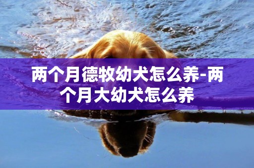 兩個月德牧幼犬怎么養-兩個月大幼犬怎么養