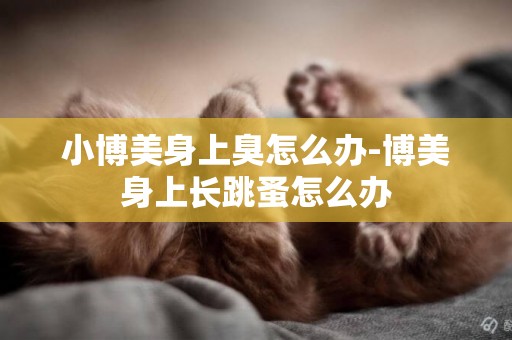 小博美身上臭怎么辦-博美身上長跳蚤怎么辦