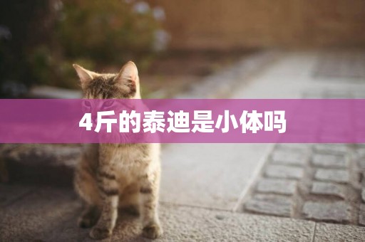 4斤的泰迪是小體嗎