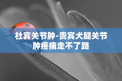 杜賓關節腫-貴賓犬腿關節腫疼痛走不了路