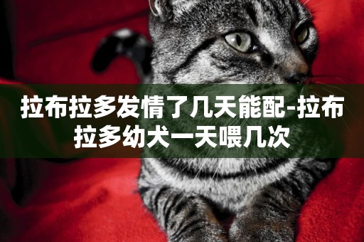 拉布拉多發情了幾天能配-拉布拉多幼犬一天喂幾次