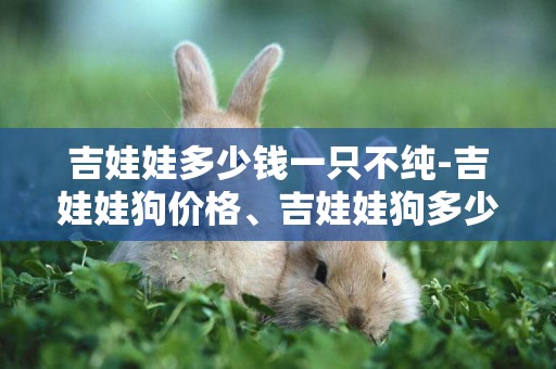 吉娃娃多少錢一只不純-吉娃娃狗價格、吉娃娃狗多少錢一只