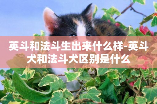 英斗和法斗生出來什么樣-英斗犬和法斗犬區別是什么