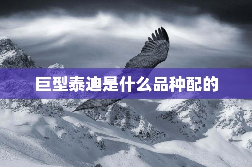 巨型泰迪是什么品種配的