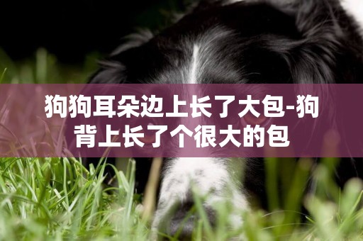 狗狗耳朵邊上長了大包-狗背上長了個很大的包