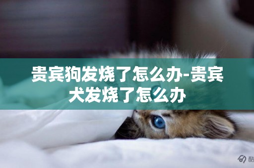 貴賓狗發燒了怎么辦-貴賓犬發燒了怎么辦