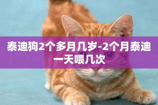 泰迪狗2個多月幾歲-2個月泰迪一天喂幾次