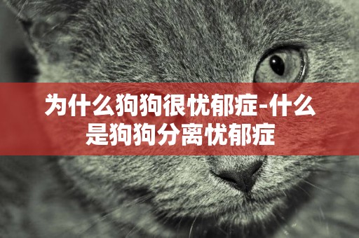 為什么狗狗很憂郁癥-什么是狗狗分離憂郁癥
