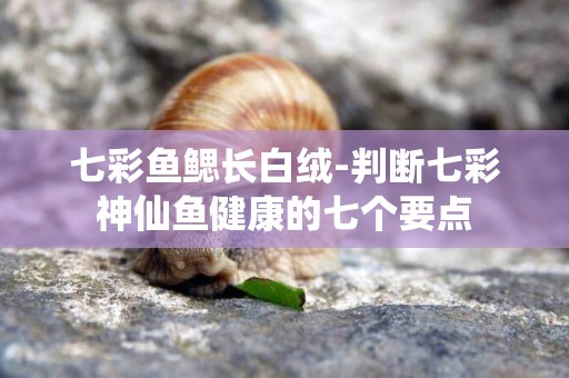 七彩魚鰓長白絨-判斷七彩神仙魚健康的七個要點