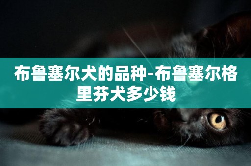 布魯塞爾犬的品種-布魯塞爾格里芬犬多少錢