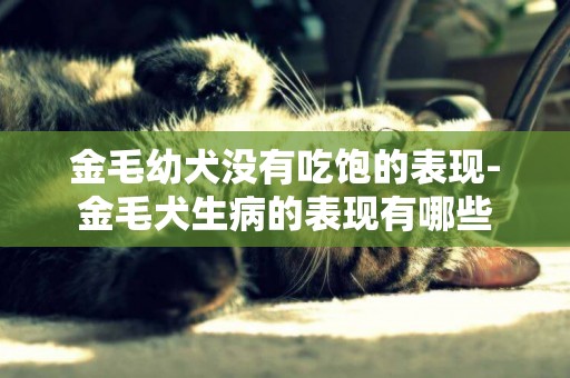 金毛幼犬沒有吃飽的表現-金毛犬生病的表現有哪些