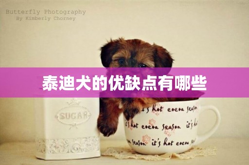 泰迪犬的優缺點有哪些
