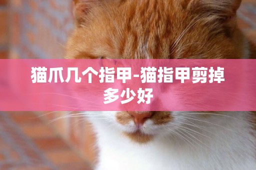 貓爪幾個指甲-貓指甲剪掉多少好