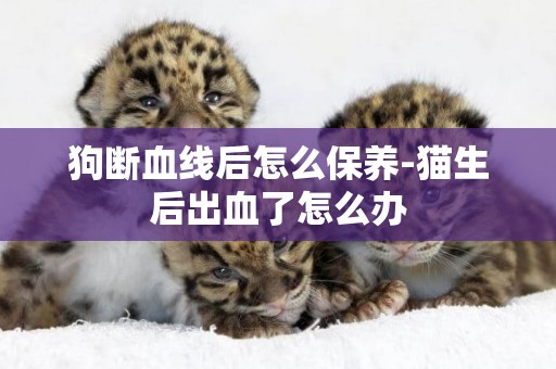 狗斷血線后怎么保養-貓生后出血了怎么辦